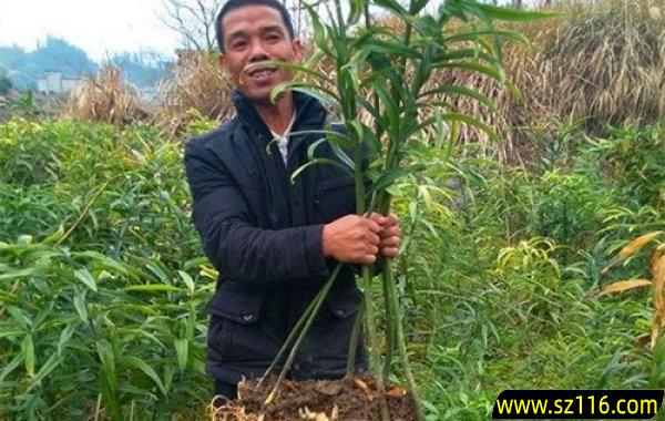 现在种植什么药材挣钱